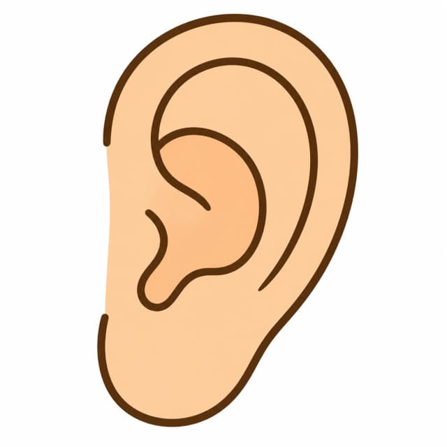 ухо (ear)